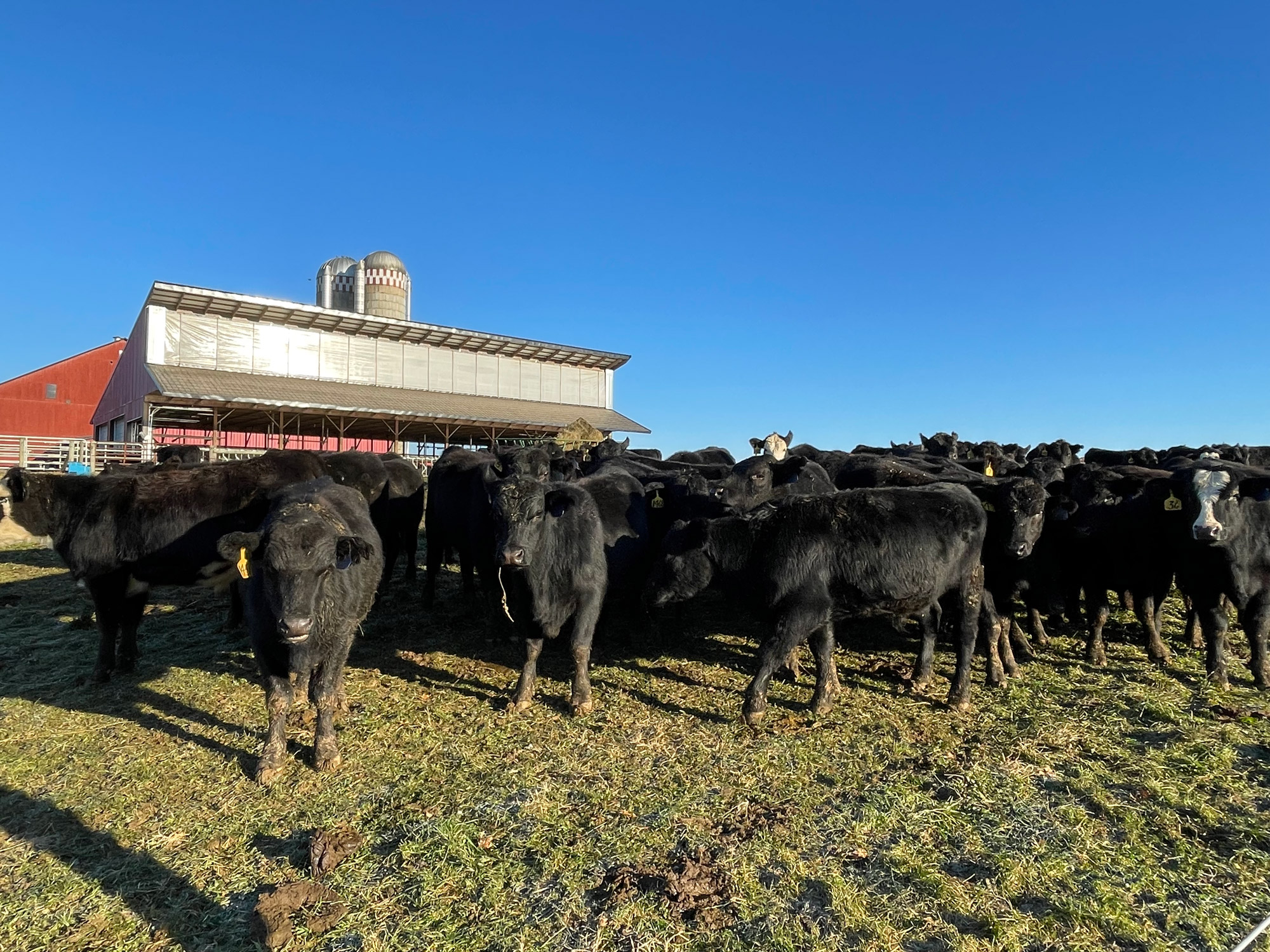 Angus On Farm