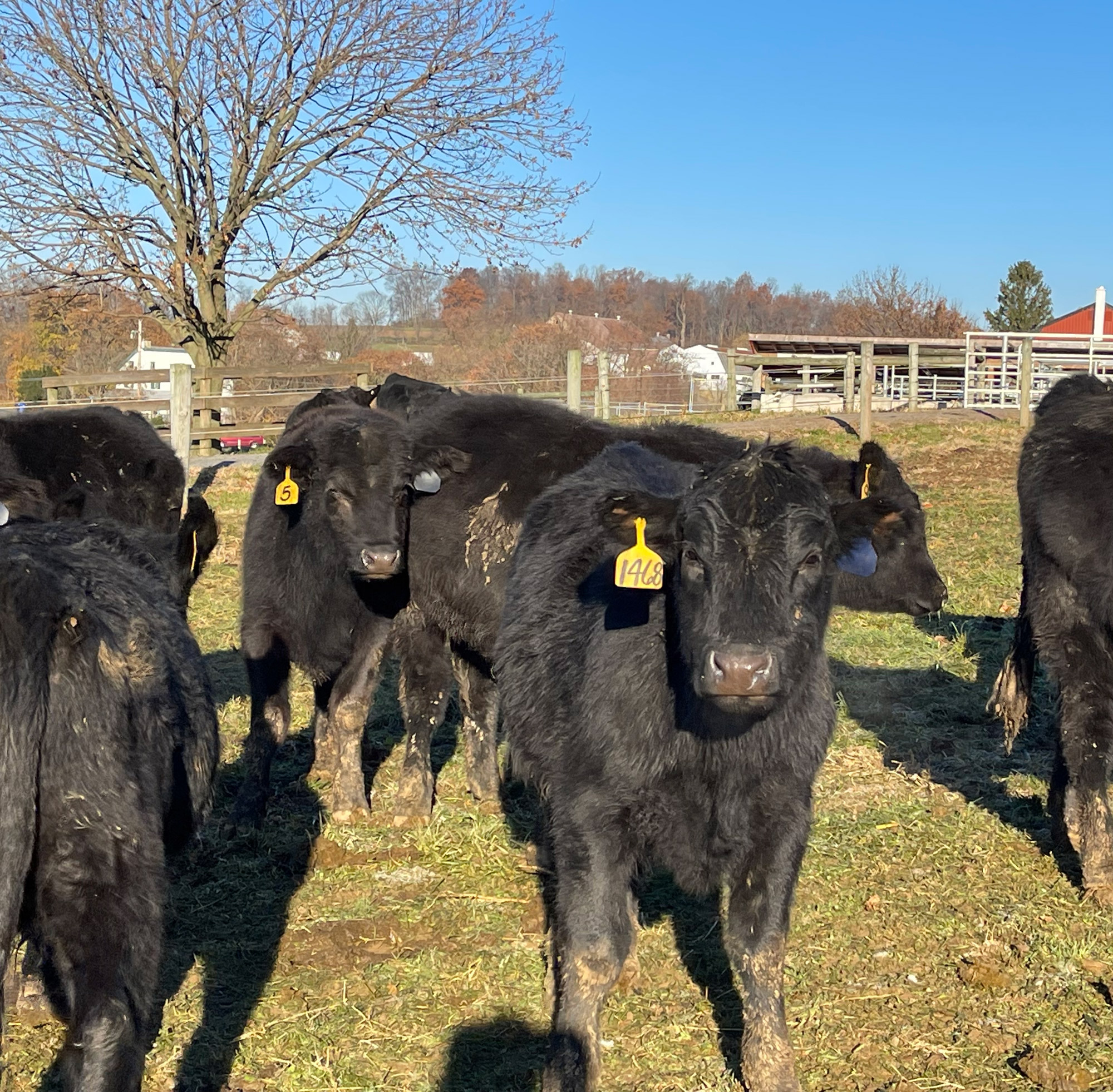 Angus On Farm