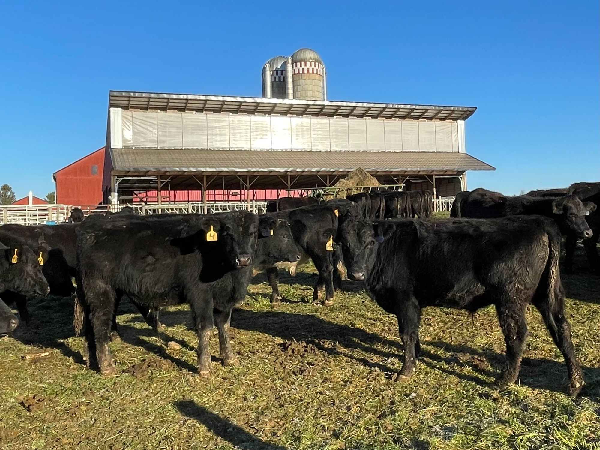 Angus On Farm